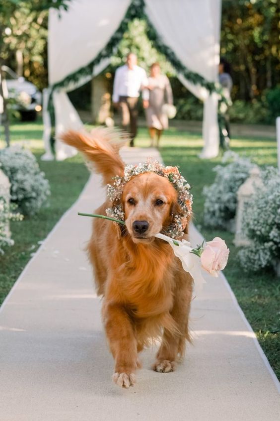 10-creative-ways-to-include-pets-in-your-wedding
